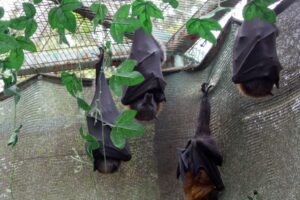 Sleeping bats