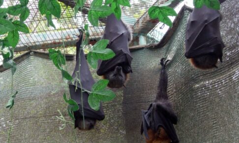 Sleeping bats