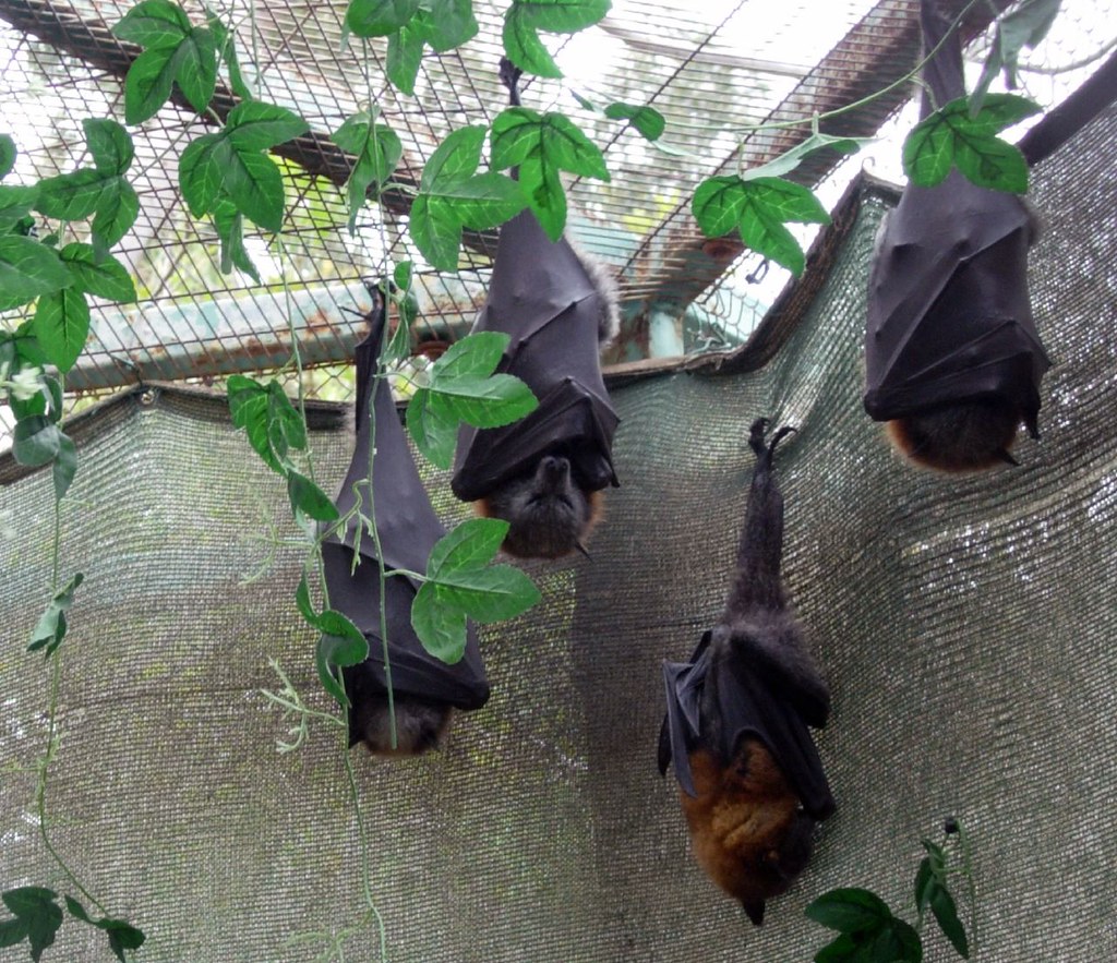 Sleeping bats